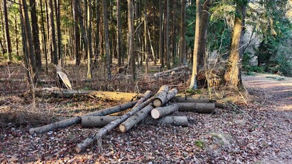 Fir logs lie on the ground covered with fallen leaves on the edge of the forest after sanitary felling. They are intended for industrial processing. A footpath runs nearby. Sunny autumn weather