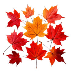 Obraz premium - Set of Red and Orange Maple Leaves Twirling While Falling, Transparent PNG on White