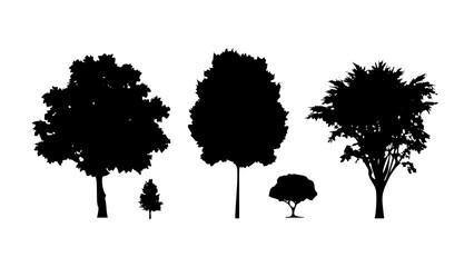 Pine trees with a single pine cone nature forest