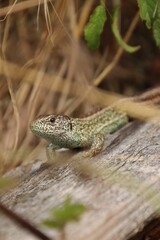 A lizard in the wild warms itself on wood
