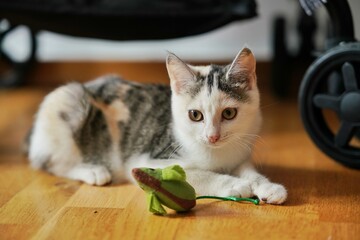Beautiful tricolor kitten 