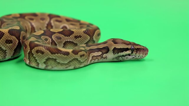Ball Python Snake with Intricate Patterns on a Bright Green Screen Background for Easy Chroma Key Editing