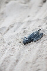 Bébé tortue marine sur le sable