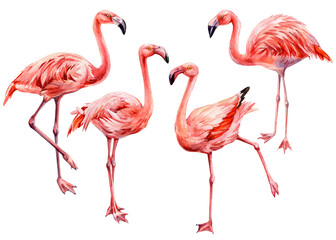 Set pink flamingos standing in different poses watercolor exotic tropical birds illustration for wildlife and summer decor