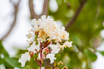 Obraz premium 白いサルスベリの花