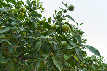 Close-up of a lemon tree branch adorned with several small, unripe green lemons.