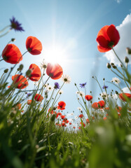 Obraz premium Red poppy flowers in a summer field create a beautiful landscape.