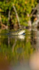 Fototapeta premium Frog in a still pond