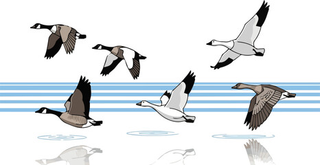 
Create a kinds of geese flying on the lake vector art with white background.
