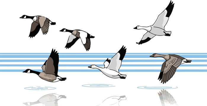 
Create a kinds of geese flying on the lake vector art with white background.