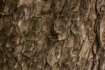 Macro tree bark texture,Bark of Pine Tree