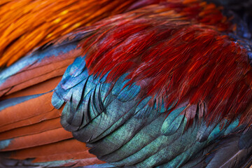 Fototapeta premium Close-up macro texture of a rooster's feathers,Colorful feathers, chicken feathers background texture