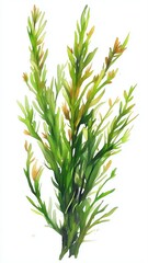 Fototapeta premium watercolor seaweed plant, green leaves with yellow tips, detailed botanical illustration, isolated on white, generative ai