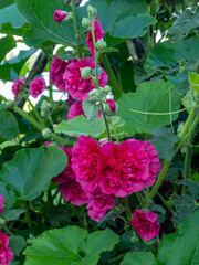 Pink hollyhock or Alcea Rosea in the garden. Peony-shaped double flowers. Classic garden flowers 