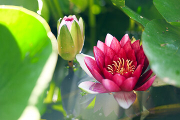 Fototapete bei efototapeten.de bestellen   