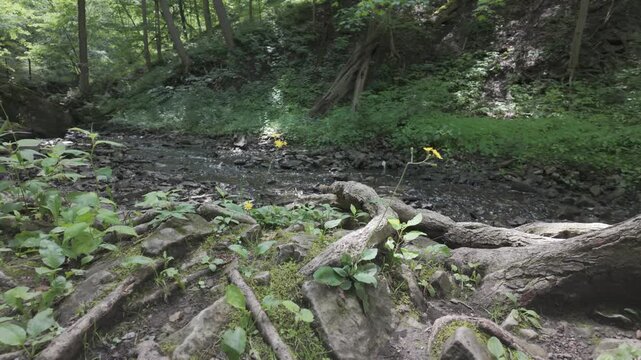 Tranquil Forest Stream: An enchanting stream winds its way through a lush forest, with tree roots intertwining along its banks, showcasing the undisturbed beauty of nature.