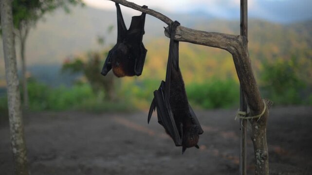 Fruit bat or flying fox - Pteropus giganteus. Tourist zone in Bali, Indonesia