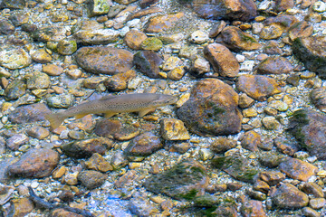 Italy Abruzzo Villetta Barrea Sangro stream, a trout swims in the clear water