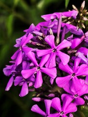 phlox paniculata in the garden