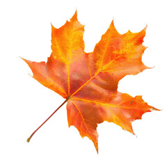 Obraz premium and keyword list based on the image.. Maple Leaf Displayed Isolated Against a Black Background