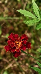 marigold flower