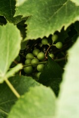 green grape on a branch