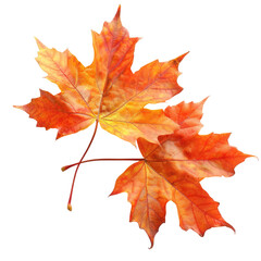 Obraz premium and keyword list based on the image you provided.. Two Maple Leaves Resting, Displaying Orange/Red Fall Colors Against Dark Background.
