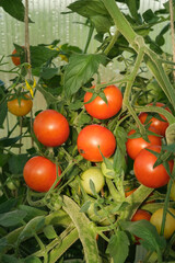 A close up of a tomato plant with a red tomato on it in a greenhouse