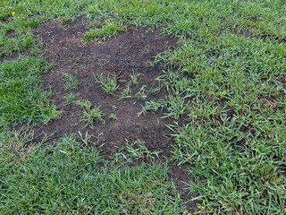 Worn Grass Patch on Public Lawn