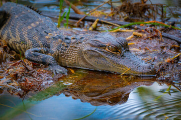Baby Alligator with reflection in the marsh water