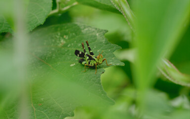 green grasshopper on leaf