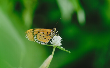 butterfly on a flower