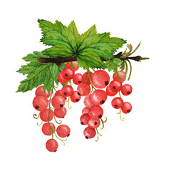 Red currant branch with lush green leaves on white background