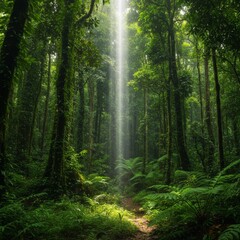 Obraz premium Sunbeam in Lush Green Forest