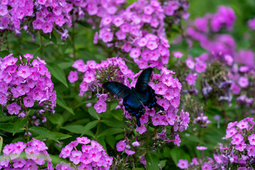 フロックスと蝶