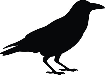 Obraz premium Black silhouette of a crow standing bird white background