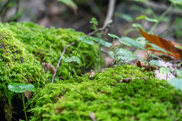 苔と草