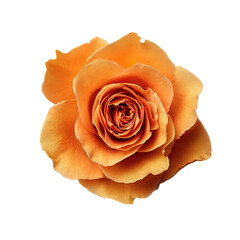 Copper Rose A Single Bloom isolated on transparent background