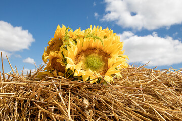 A beautiful bouquet of sunflowers lies on a haystack in the middle of summer. Country bouquet on a...