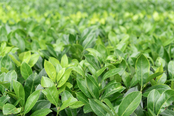 Lush Green Foliage or grass Background, for designer