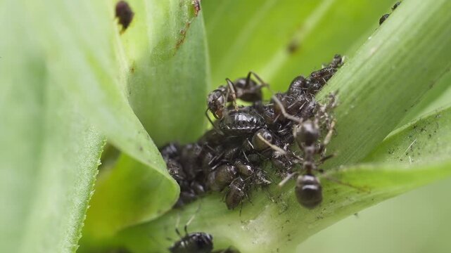 Black ants (Lasius niger) collect honeydew secreted by aphids. Macro shooting