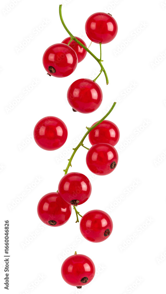 Poster fresh red currant fruits falling and floating on a transparent background, creating a vibrant and dy