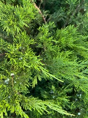 green pine needles, green juniper, landscape 