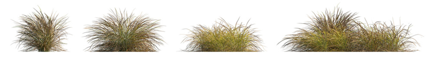 Anemanthele lessoniana grass isolated png on a transparent background premium cutout (Stipa arundinacea, Pheasant's Tail Grass or Gossamer Grass)