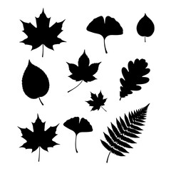 Fototapeta premium Black leaves silhouettes vector collection maple oak ginkgo fern various types autumn botanical art design