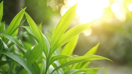 Obraz premium Close Up of Lush Green Leaves with Sunlight Streaming Through in a Natural Setting Creating a Peaceful and Fresh Atmosphere