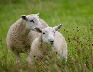 Two sheep stand close together in a lush green field, surrounded by tall grass. One sheep looks...