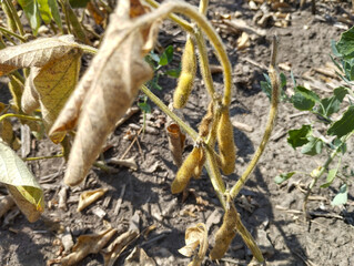 A close-up of dry soybean stems and pods ready for harvest. Sunlight illuminates the ripe beans and wilted leaves lying on the dry ground.