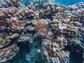 Seabed with corals, swaying anemone, and vibrant clownfish, stunning marine biodiversity, underwater shot.