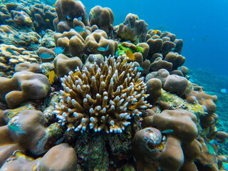 Coral reef teeming with life, various shapes and colors under clear turquoise water, with small fish scattered around, underwater shot.